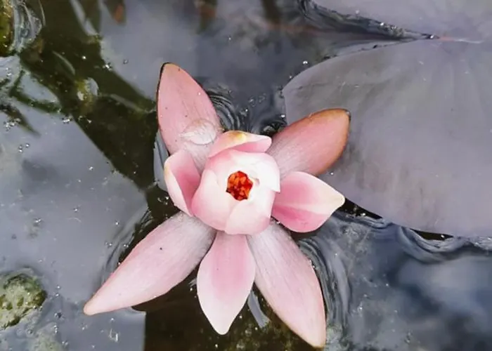 Gaestehaus Stolzalpe